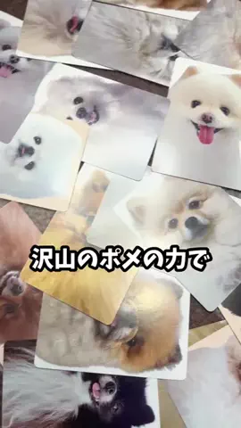 ポメ人間サンダーのTikTok投稿