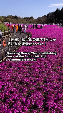 Haru_learn Japanese 🇯🇵のTikTok投稿