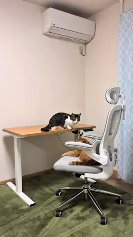 くちゃみのTikTok投稿