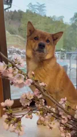 くう🐕とじいちゃんとギンタとキスケのTikTok投稿