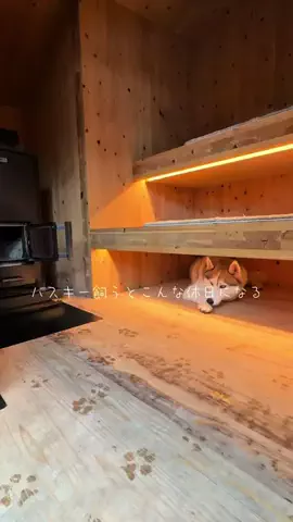 爆走アルちゃん🐺❄️のTikTok投稿