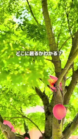 はやて【滋賀子連れお出かけアカウント】のTikTok投稿