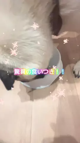 ハローきな子🎀のTikTok投稿