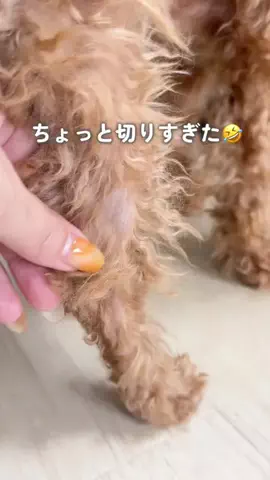 emily__kurashiのTikTok投稿