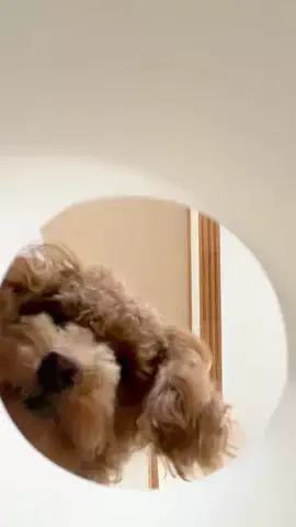 emily__kurashiのTikTok投稿