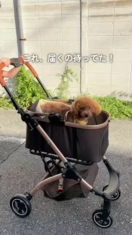 emily__kurashiのTikTok投稿