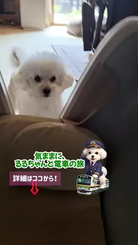 るるちゃんねるのTikTok投稿