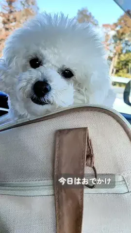 るるちゃんねるのTikTok投稿
