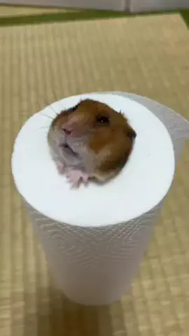 一周目人間だったハムスター🐹Former Human🌏のTikTok投稿