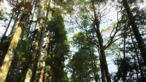 セミのTikTok PR投稿：私好みの町だ。 @高原町観光【公式】｜Takaharu Tourism @runrun…
