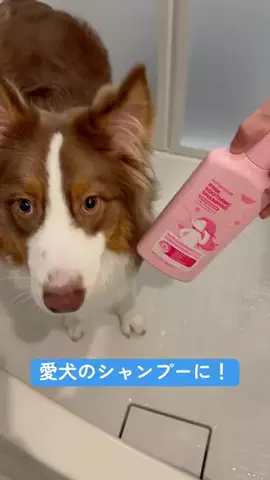 オーシーのアンディ🤎🐕‍🦺のTikTok投稿