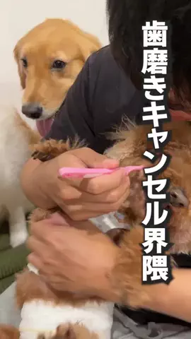 ボーダーコリーのライト【ふうらいTV】🌪⚡️☔️のTikTok投稿
