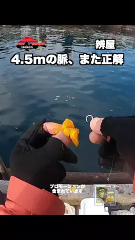 伊勢志摩つりとも研究所のTikTok投稿