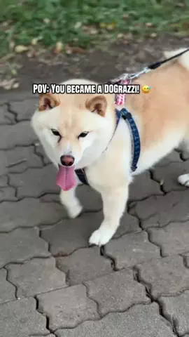 moreofJAPANのTikTok投稿