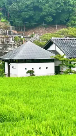 moreofJAPANのTikTok投稿