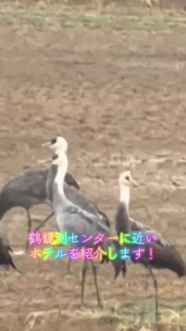 たつみのTikTok投稿