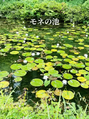 あんずのTikTok投稿