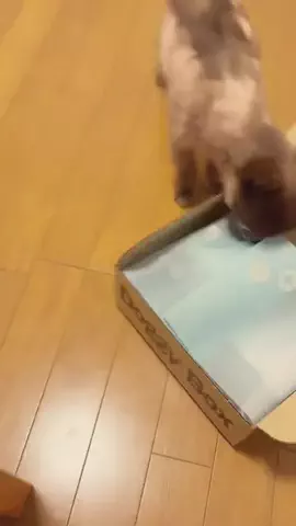 チワワのタオくんのTikTok投稿