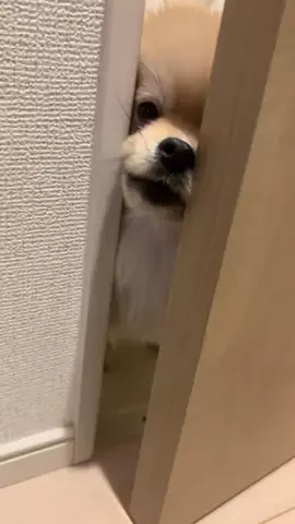 ストーカー犬　ティトのTikTok投稿