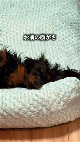 焼きビーフンのTikTok投稿