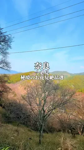 りぃ　たびグルメのTikTok投稿