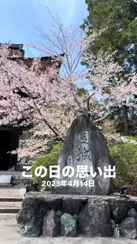 Skydaruma(ダルちゃん)のTikTok投稿