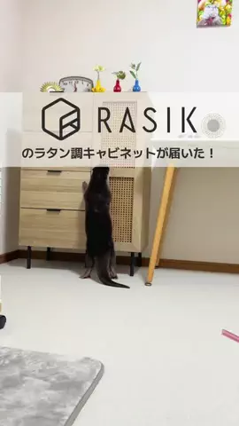 つぶみ〔コツメカワウソ〕のTikTok投稿