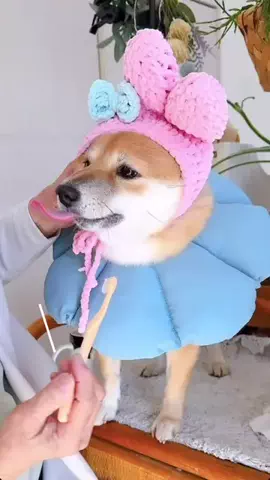 豆柴とらちゃん🐯のTikTok投稿