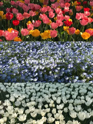 maikaのTikTok PR投稿：春の昭和記念公園がいちばん好き⸜🌷︎⸝‍ 2026/4/12 sun. …