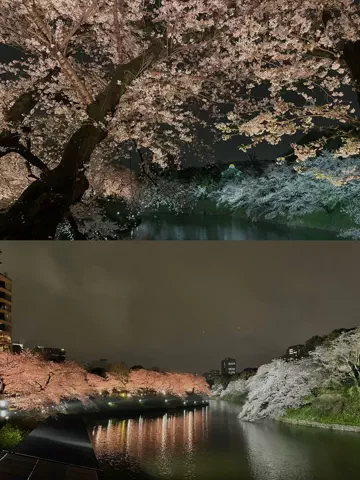 maikaのTikTok PR投稿：千鳥ヶ淵の桜がとってもきれいでした⊹˚#夜桜 #デートス…