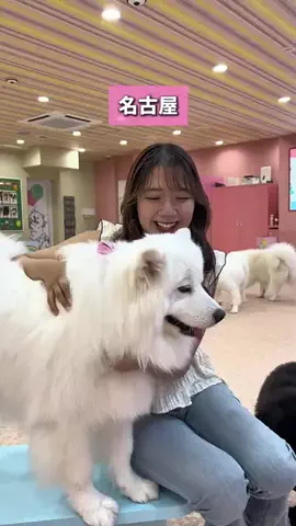 せなたび｜愛知・名古屋発の東海カップルデートのTikTok投稿