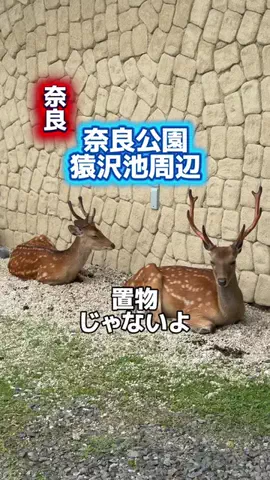 みやも人形のTikTok投稿