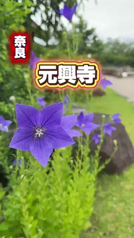みやも人形のTikTok投稿