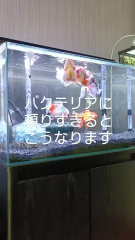 ともさんパパブロク@金魚とメダカ大好きアクアリウム店員のTikTok投稿