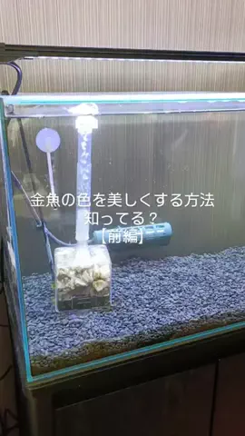 ともさんパパブロク@金魚とメダカ大好きアクアリウム店員のTikTok投稿