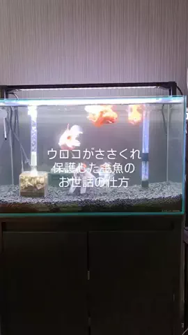 ともさんパパブロク@金魚とメダカ大好きアクアリウム店員のTikTok投稿