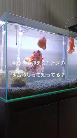 ともさんパパブロク@金魚とメダカ大好きアクアリウム店員のTikTok投稿