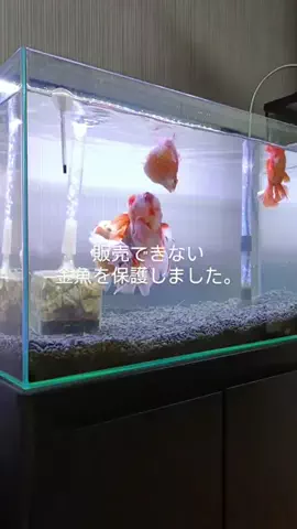 ともさんパパブロク@金魚とメダカ大好きアクアリウム店員のTikTok投稿