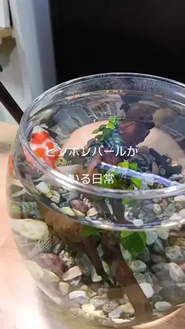 ともさんパパブロク@金魚とメダカ大好きアクアリウム店員のTikTok投稿