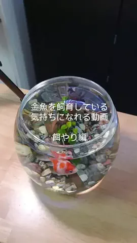 ともさんパパブロク@金魚とメダカ大好きアクアリウム店員のTikTok投稿