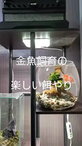 ともさんパパブロク@金魚とメダカ大好きアクアリウム店員のTikTok投稿