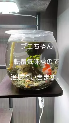 ともさんパパブロク@金魚とメダカ大好きアクアリウム店員のTikTok投稿