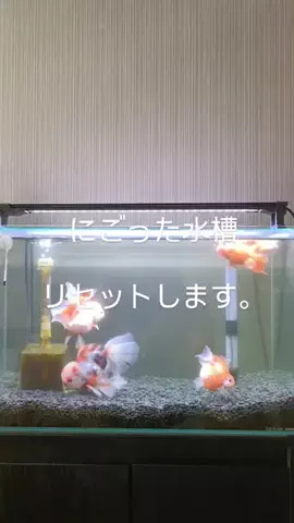ともさんパパブロク@金魚とメダカ大好きアクアリウム店員のTikTok投稿