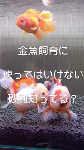 ともさんパパブロク@金魚とメダカ大好きアクアリウム店員のTikTok投稿