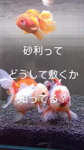 ともさんパパブロク@金魚とメダカ大好きアクアリウム店員のTikTok投稿