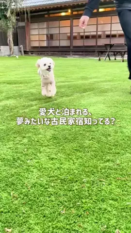 愛犬と行ける関東の宿のTikTok投稿