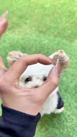 愛犬と行ける関東の宿のTikTok投稿