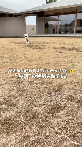 愛犬と行ける関東の宿のTikTok投稿