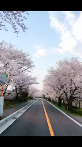 🐻‍❄️Snow ✌️🐇のTikTok投稿