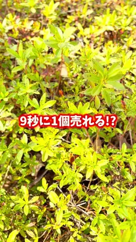 まるのTikTok投稿